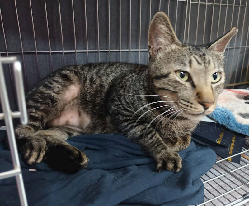 新北市板橋區公立動物之家,編號:441947, 混種貓                 