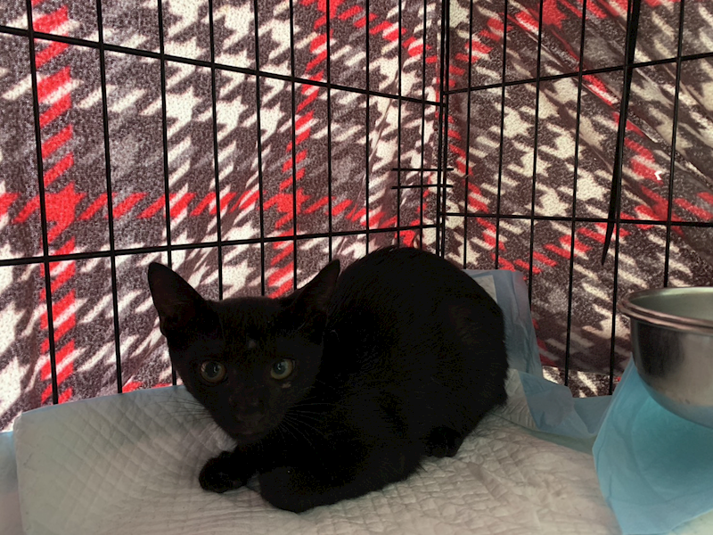 臺北市動物之家,編號:424640, 混種貓                 