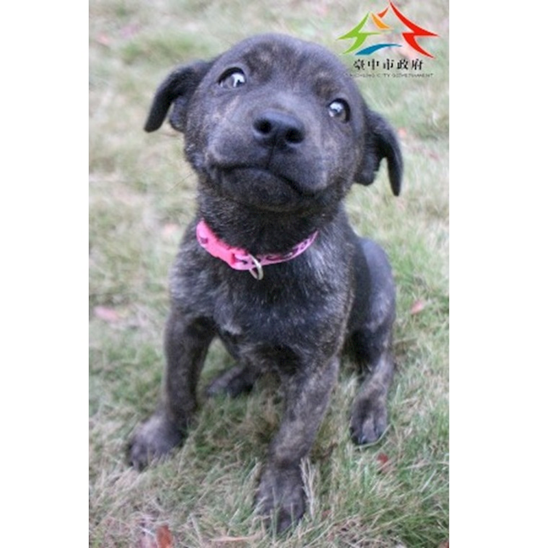 臺中市動物之家后里園區,編號:435818, 混種犬          