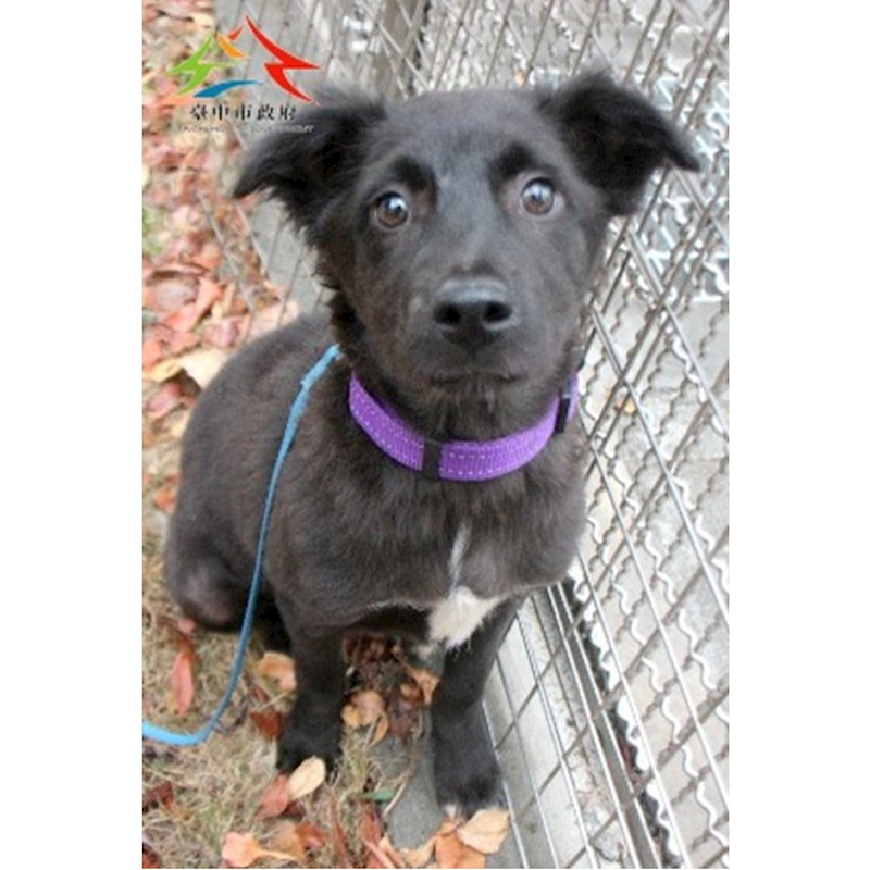 臺中市動物之家后里園區,編號:440301, 混種犬          