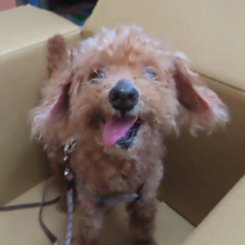 臺南市動物之家灣裡站,編號:399652, 貴賓犬        