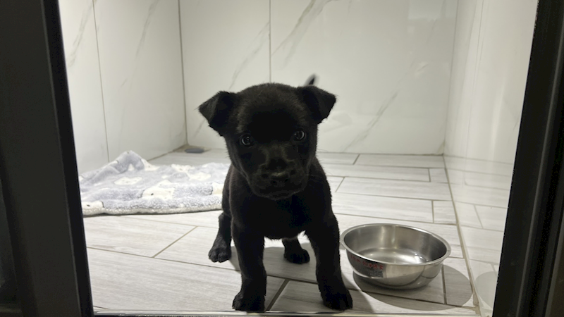 桃園市動物保護教育園區,編號:442032, 混種犬          