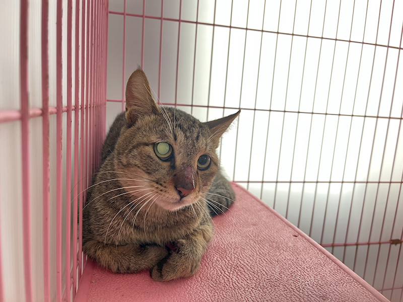 臺北市動物之家,編號:432991, 混種貓                 