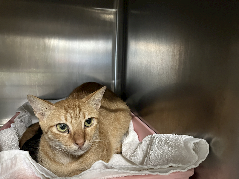 臺北市動物之家,編號:414221, 混種貓                 