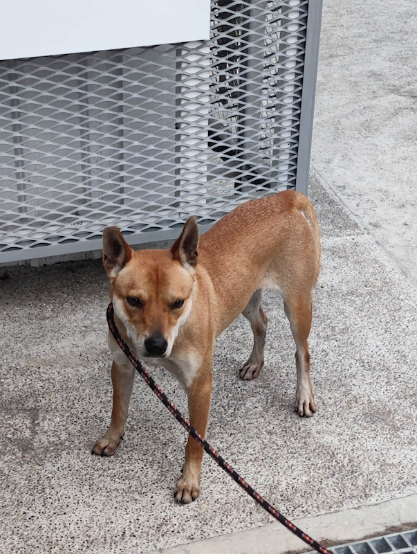 新北市中和區公立動物之家,編號:442027, 混種犬          