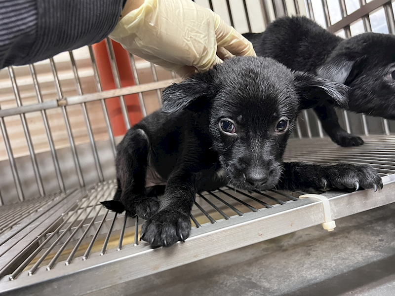 桃園市動物保護教育園區,編號:439100, 混種犬          
