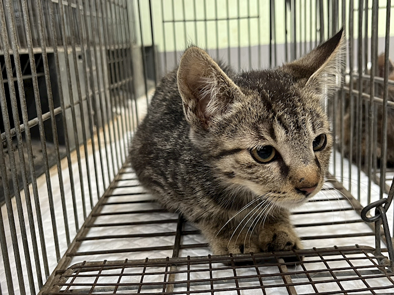 金門縣動物收容中心,編號:442022, 混種貓                 