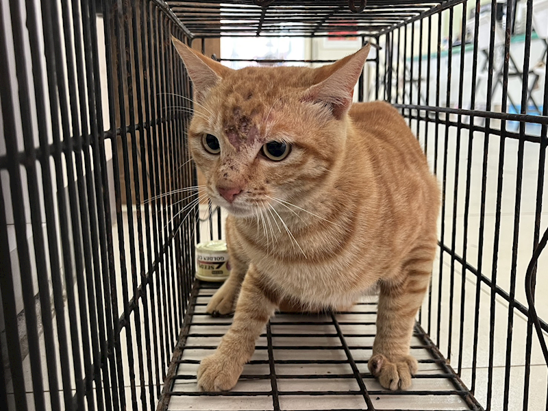 金門縣動物收容中心,編號:442021, 混種貓                 