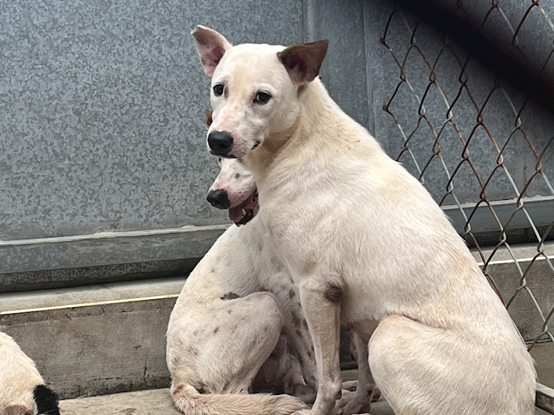 桃園市動物保護教育園區,編號:373157, 混種犬          