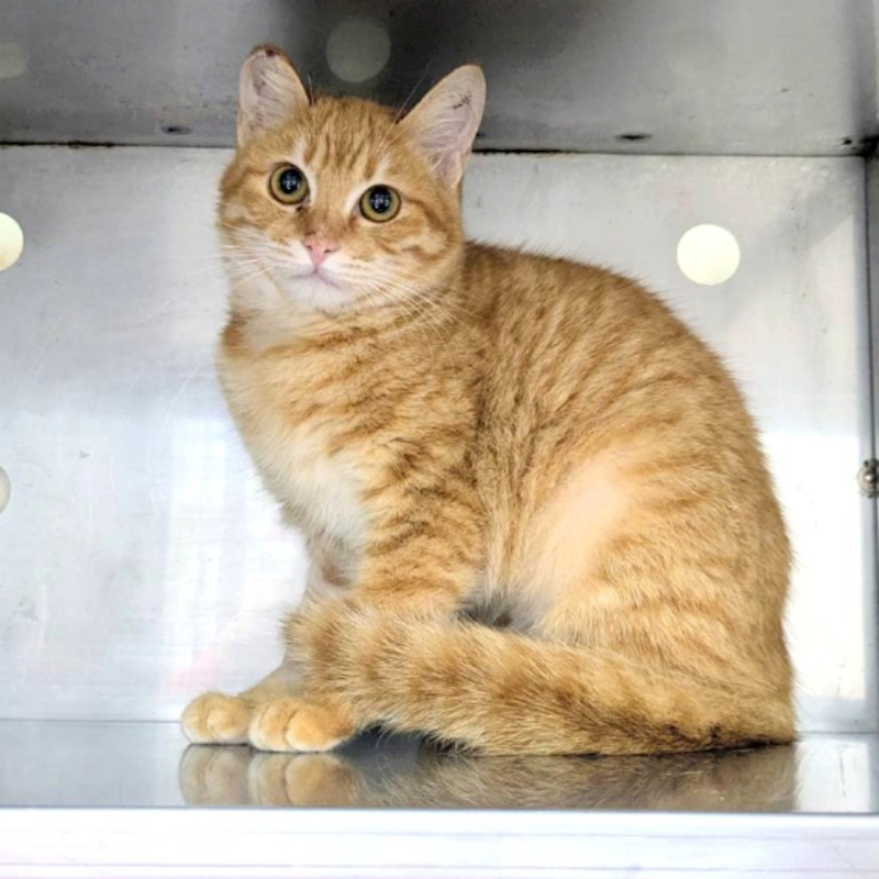 新竹縣動物保護教育園區,編號:437583, 混種貓                 