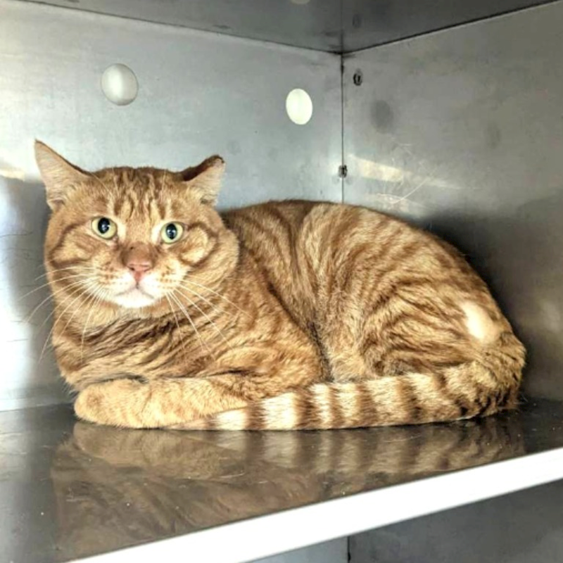 新竹縣動物保護教育園區,編號:441260, 混種貓                 