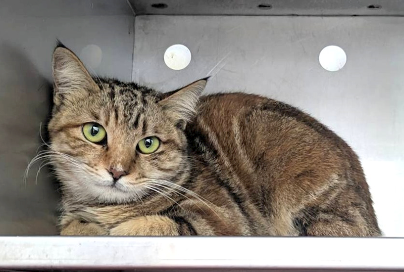 新竹縣動物保護教育園區,編號:441649, 混種貓                 