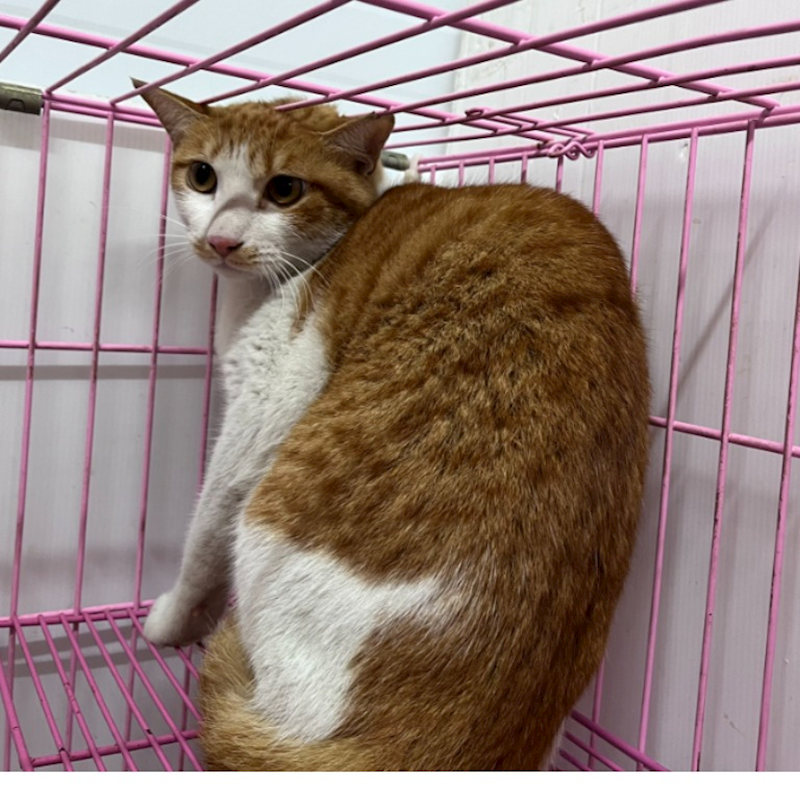 臺北市動物之家,編號:441115, 混種貓                 