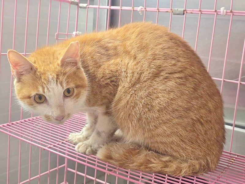 臺北市動物之家,編號:439279, 混種貓                 