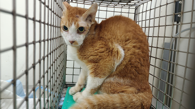 臺北市動物之家,編號:358421, 混種貓                 