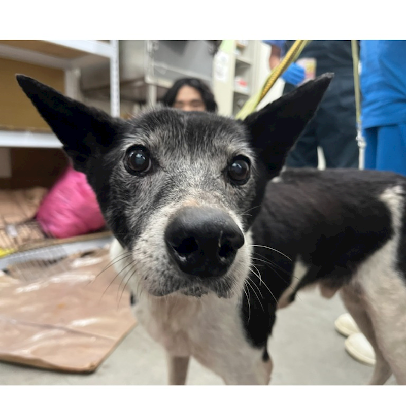 臺北市動物之家,編號:383987, 混種犬          