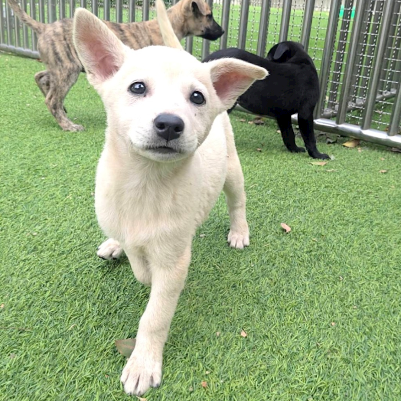 新竹縣動物保護教育園區,編號:440964, 混種犬          