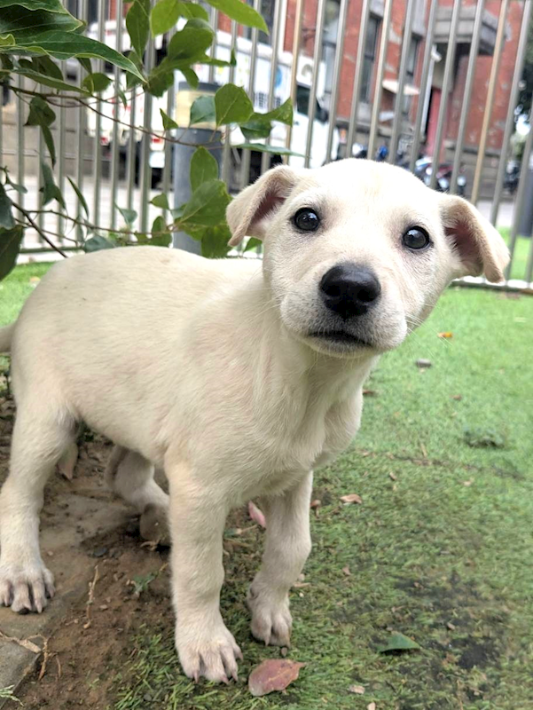 新竹縣動物保護教育園區,編號:440965, 混種犬          