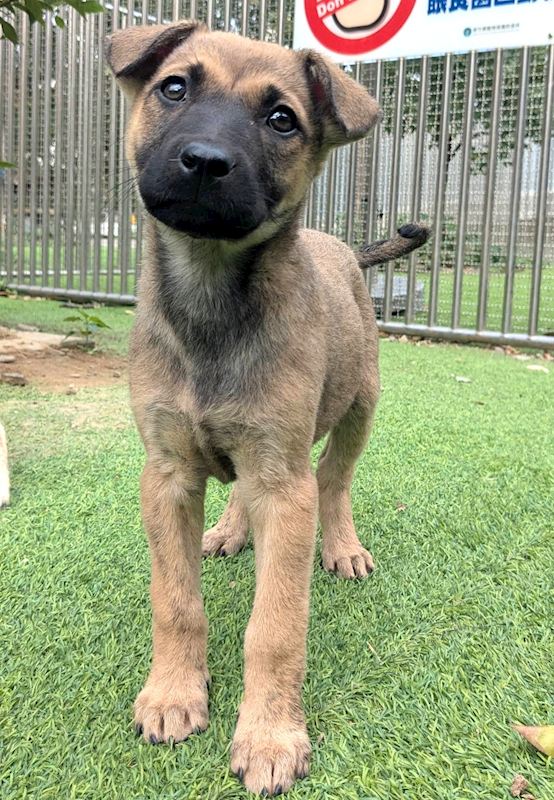 新竹縣動物保護教育園區,編號:440966, 混種犬          