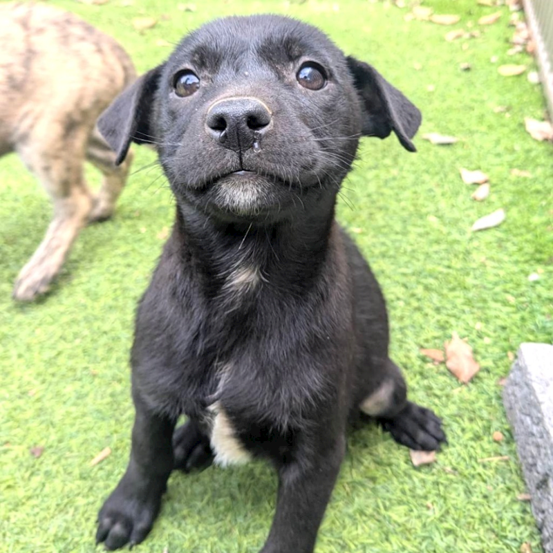 新竹縣動物保護教育園區,編號:440967, 混種犬          