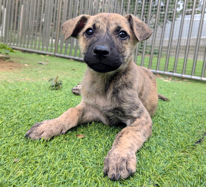 新竹縣動物保護教育園區,編號:440968, 混種犬          