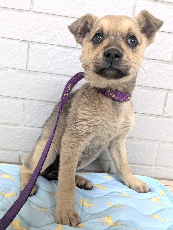 新竹縣動物保護教育園區,編號:441257, 混種犬          