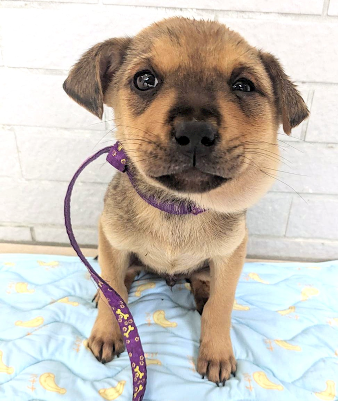 新竹縣動物保護教育園區,編號:441258, 混種犬          