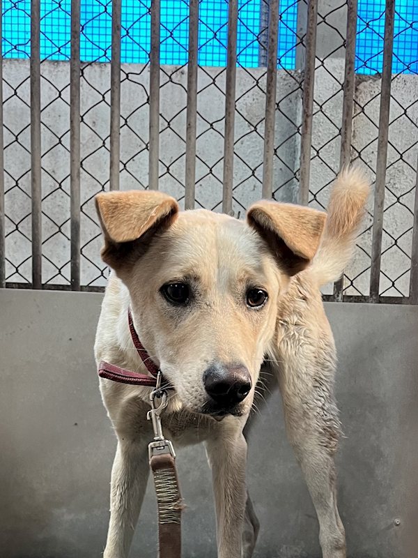 彰化縣流浪狗中途之家,編號:442113, 混種犬          