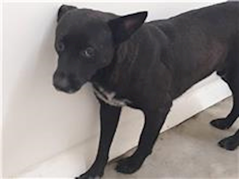 臺北市動物之家,編號:256333, 混種犬          