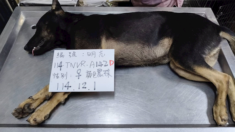 雲林縣流浪動物收容所,編號:442100, 混種犬          