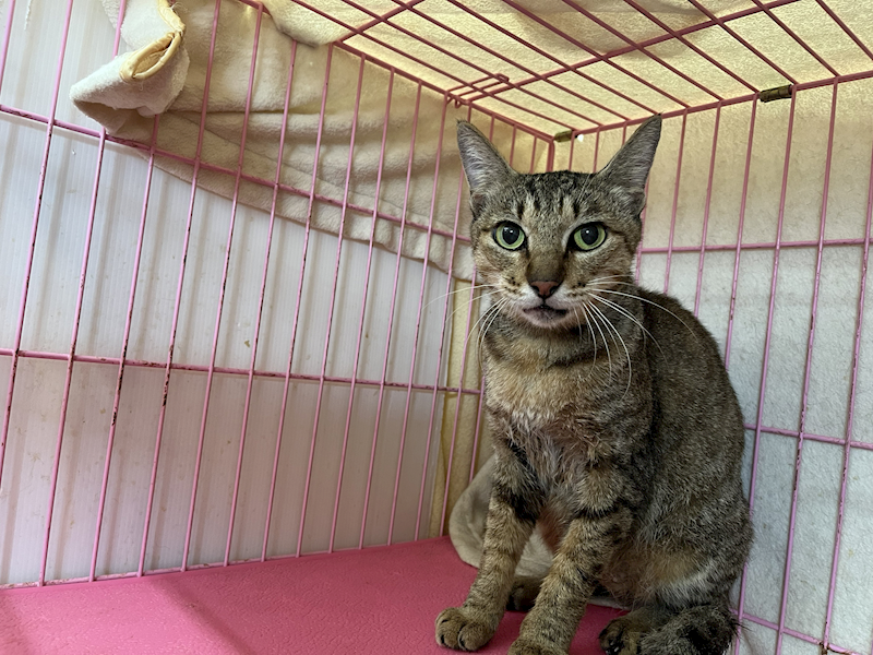 臺北市動物之家,編號:414368, 混種貓                 