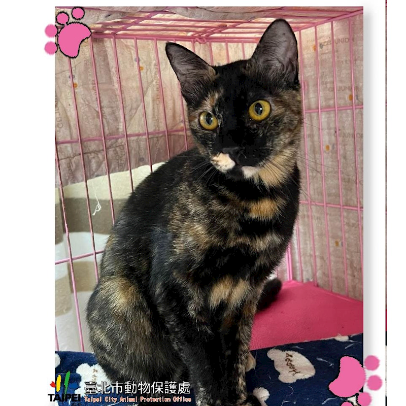 臺北市動物之家,編號:252883, 混種貓                 