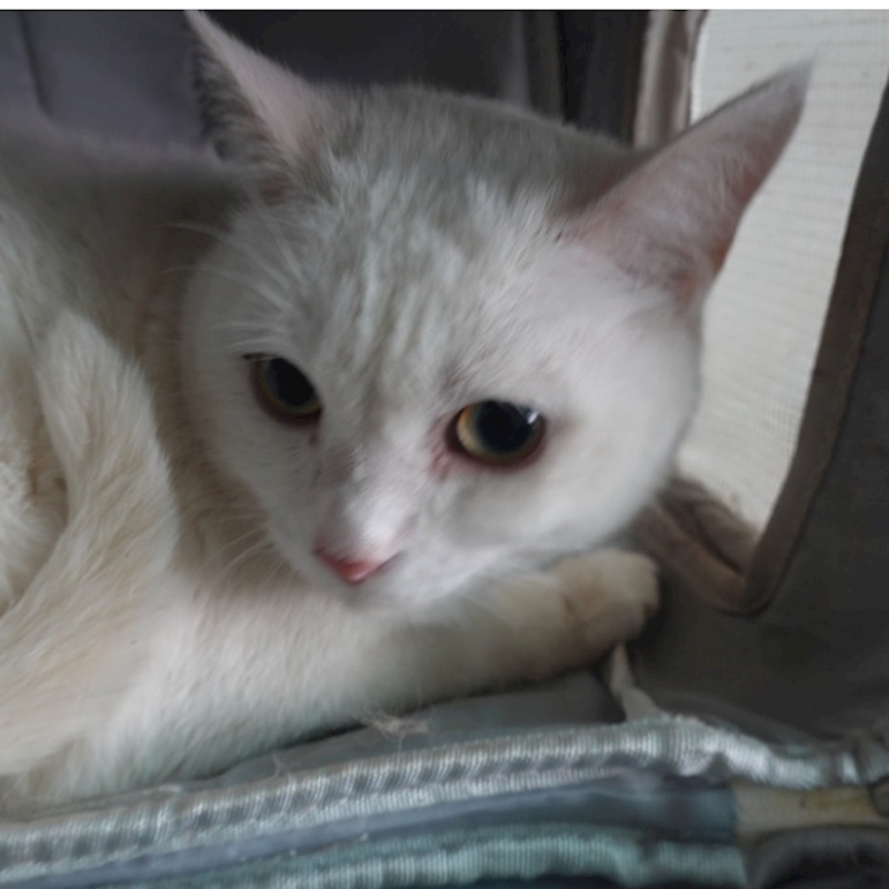 臺南市動物之家灣裡站,編號:408526, 混種貓                 