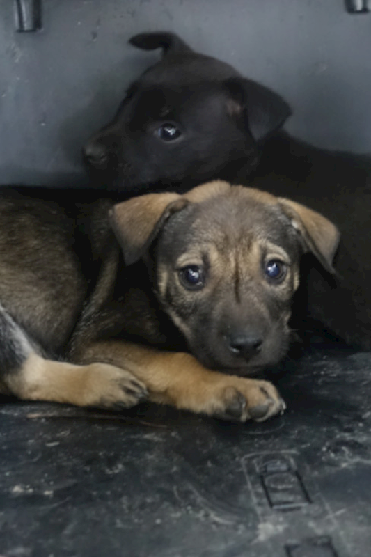 宜蘭縣流浪動物中途之家,編號:442273, 混種犬          