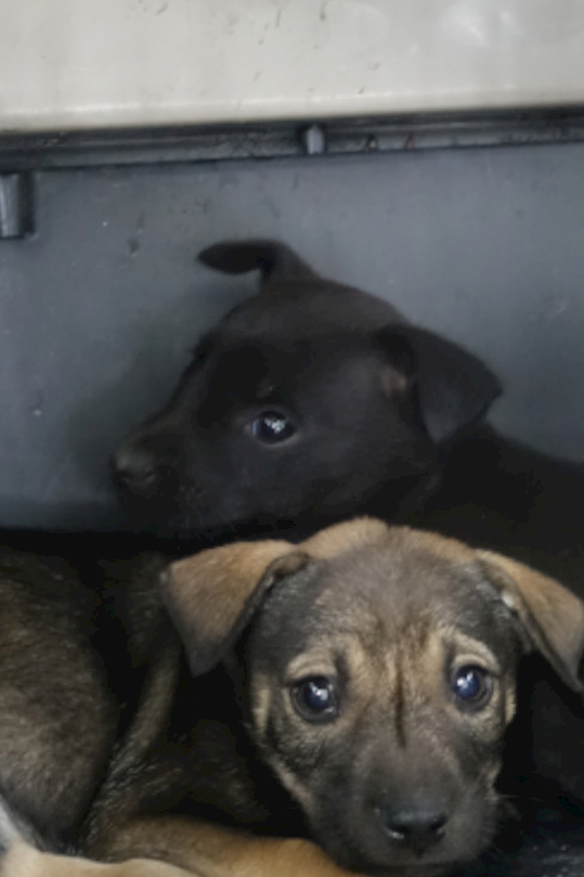 宜蘭縣流浪動物中途之家,編號:442272, 混種犬          