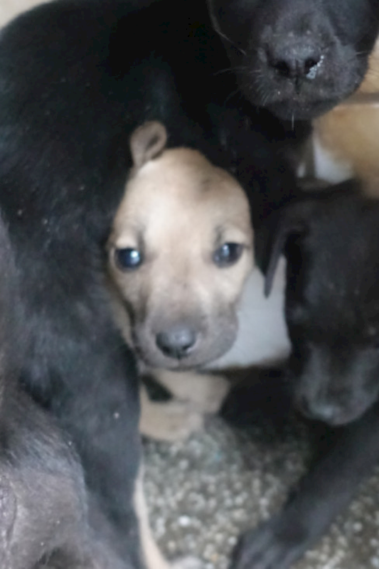 宜蘭縣流浪動物中途之家,編號:442264, 混種犬          