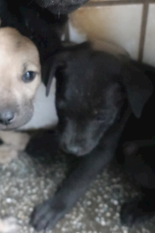 宜蘭縣流浪動物中途之家,編號:442260, 混種犬          