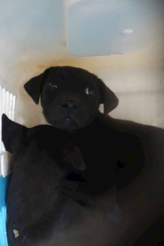 宜蘭縣流浪動物中途之家,編號:442258, 混種犬          