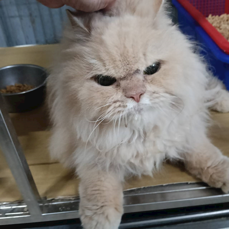 新竹市動物保護教育園區,編號:442182, 波斯貓                 