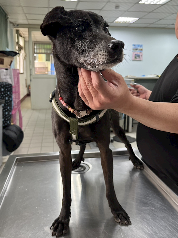 彰化縣流浪狗中途之家,編號:442170, 混種犬          