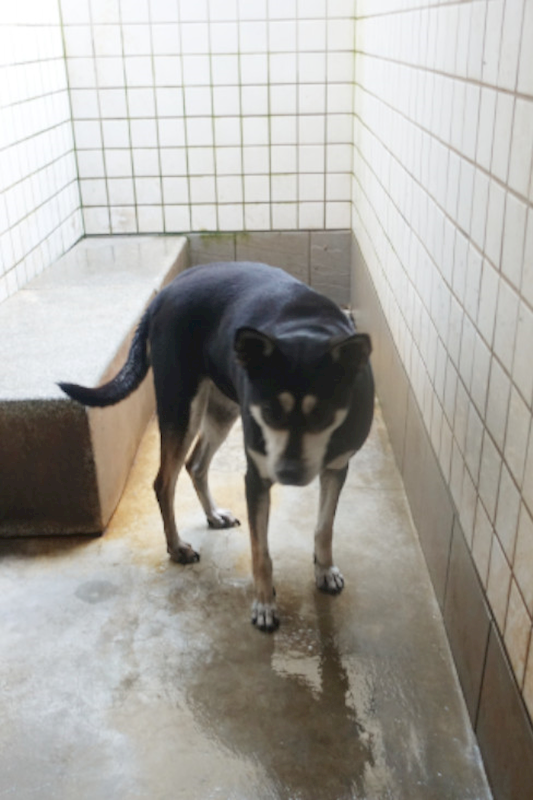 宜蘭縣流浪動物中途之家,編號:441836, 混種犬          
