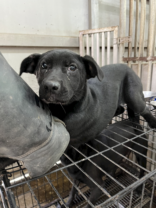 彰化縣流浪狗中途之家,編號:442235, 混種犬          