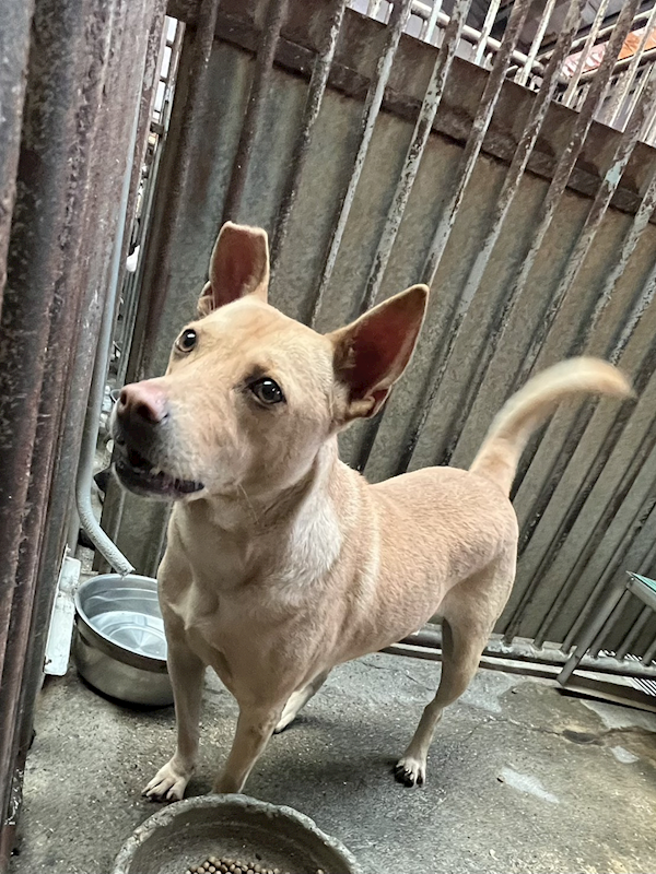 彰化縣流浪狗中途之家,編號:442205, 混種犬          