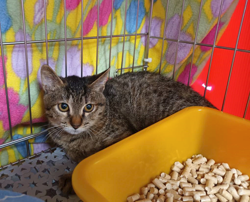 新北市板橋區公立動物之家,編號:441966, 混種貓                 