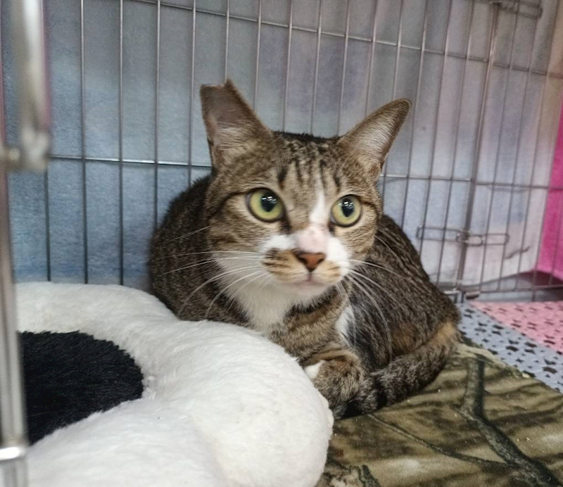 新北市板橋區公立動物之家,編號:441965, 混種貓                 