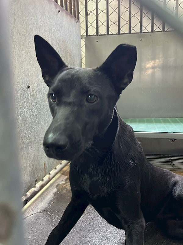 彰化縣流浪狗中途之家,編號:442168, 混種犬          