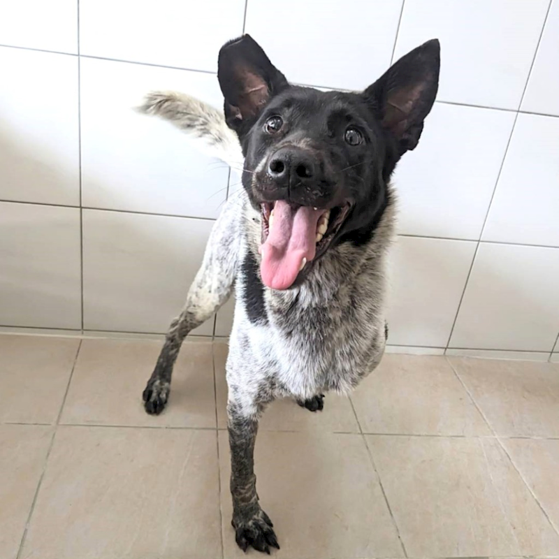 新竹縣動物保護教育園區,編號:352504, 混種犬          