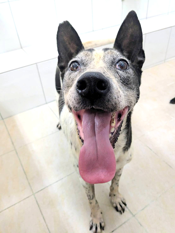 新竹縣動物保護教育園區,編號:419771, 混種犬          