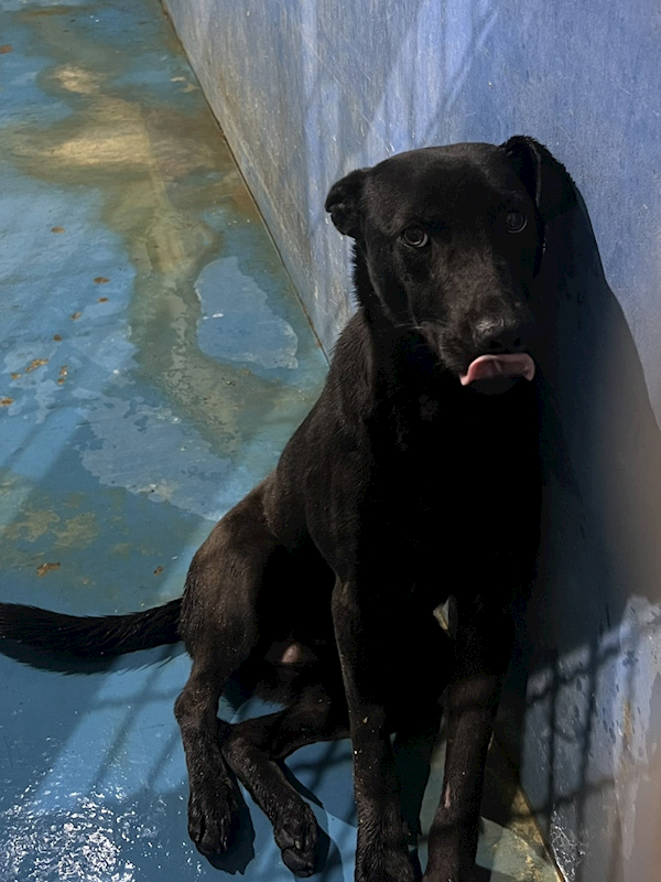 苗栗縣動物保護教育園區,編號:442130, 混種犬          