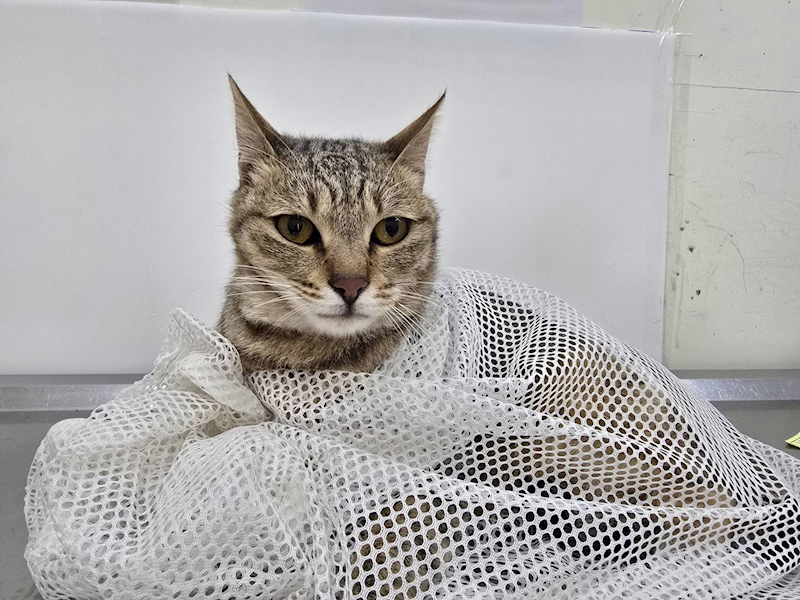 臺北市動物之家,編號:442115, 混種貓                 